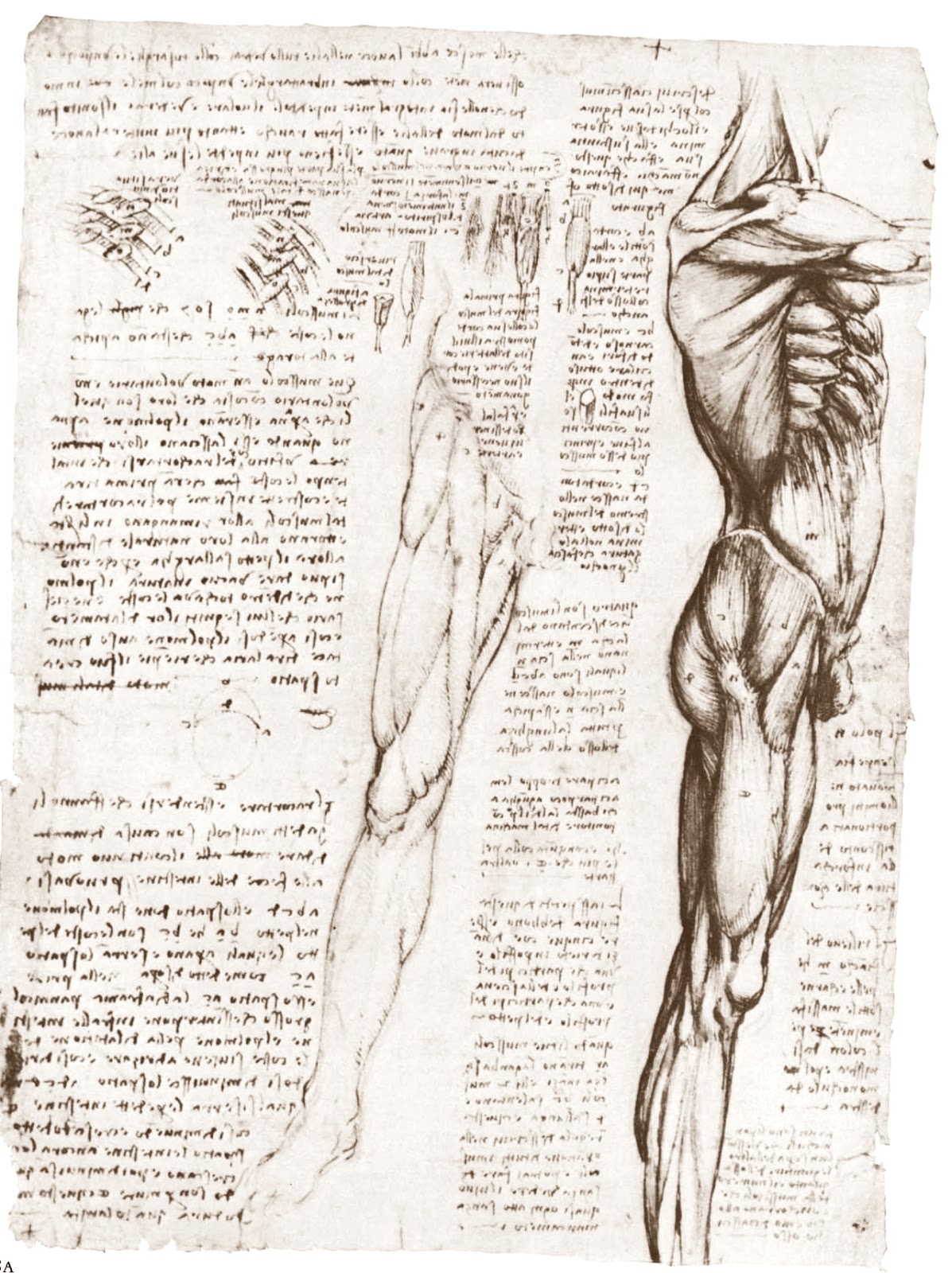 Leonardo+da+Vinci-1452-1519 (795).jpg